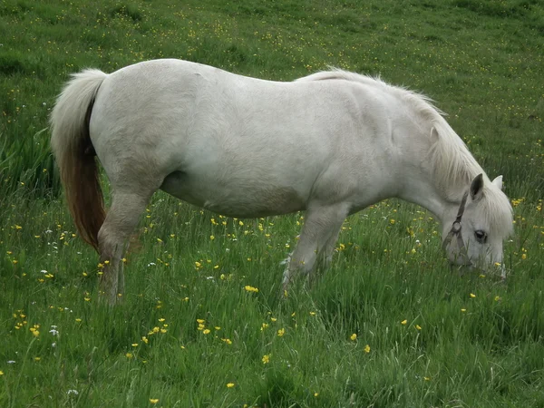 The friendly horse in field — Stock Photo, Image