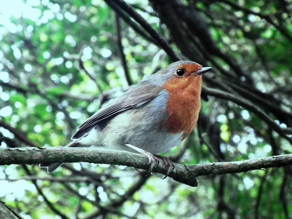 O robin amigável bonito — Fotografia de Stock