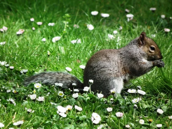 L'écureuil gris — Photo