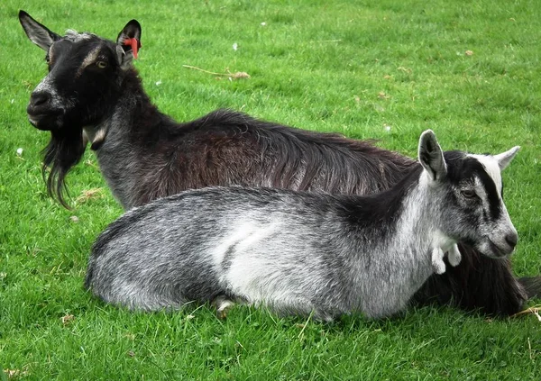 Les deux chèvres — Photo