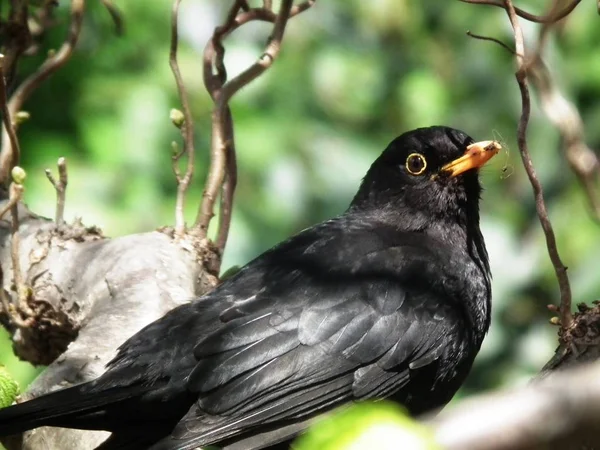 Blackbird görünüyor — Stok fotoğraf