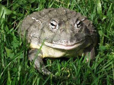 Pis kurbağa