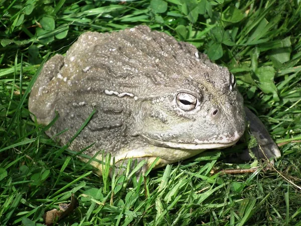 Nasty bullfrog — Φωτογραφία Αρχείου