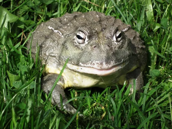 Nasty bullfrog — Φωτογραφία Αρχείου
