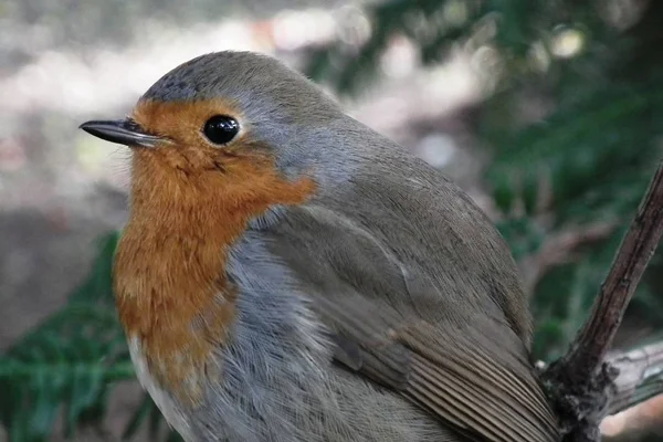 O pequeno robin vermelho — Fotografia de Stock
