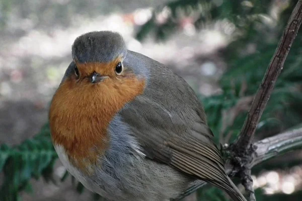 Malý červený robin — Stock fotografie