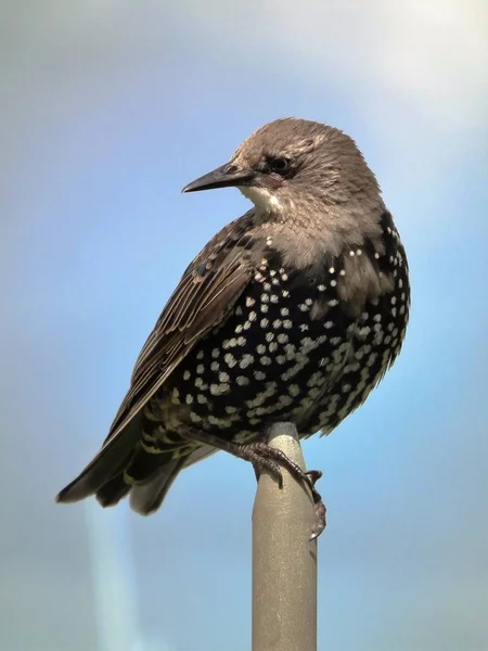 경고 starling 앉아 — 스톡 사진