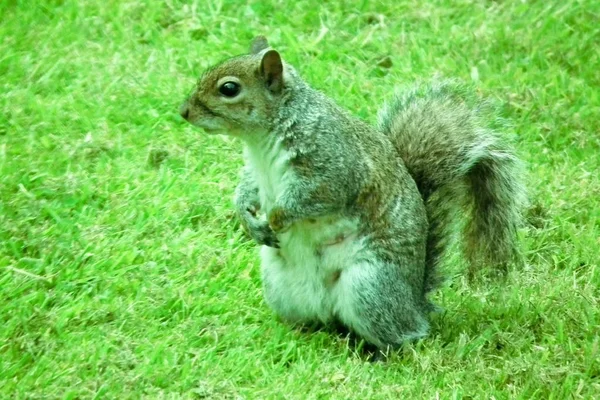 L'écureuil curieux — Photo