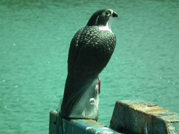 El magnífico halcón peregrino — Foto de Stock