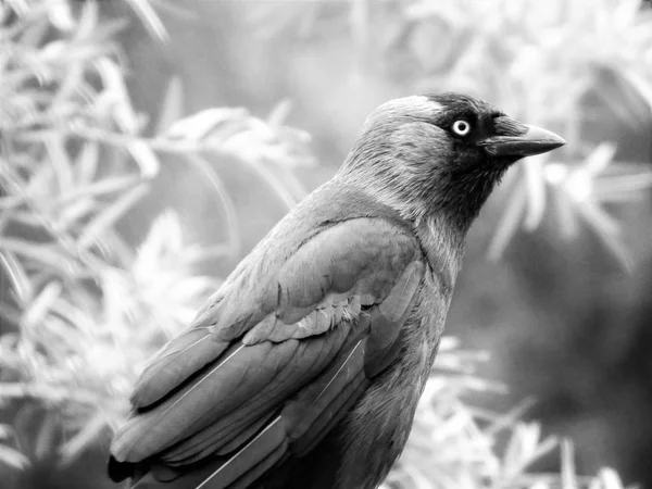 O corvo traquinas — Fotografia de Stock