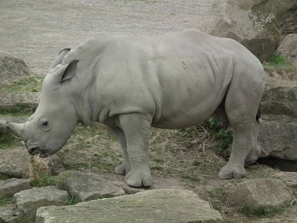 Могучий носорог — стоковое фото