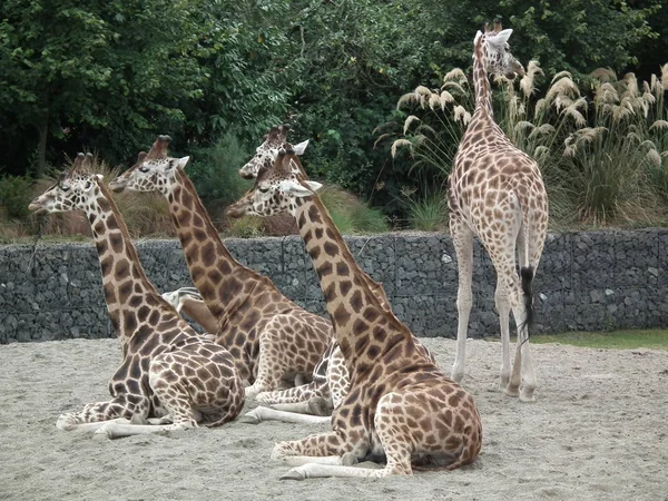 De hoge giraffe — Stockfoto