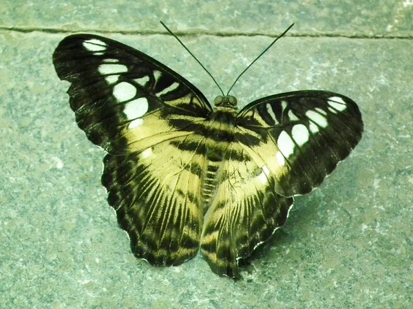 Der hübsche Schmetterling — Stockfoto