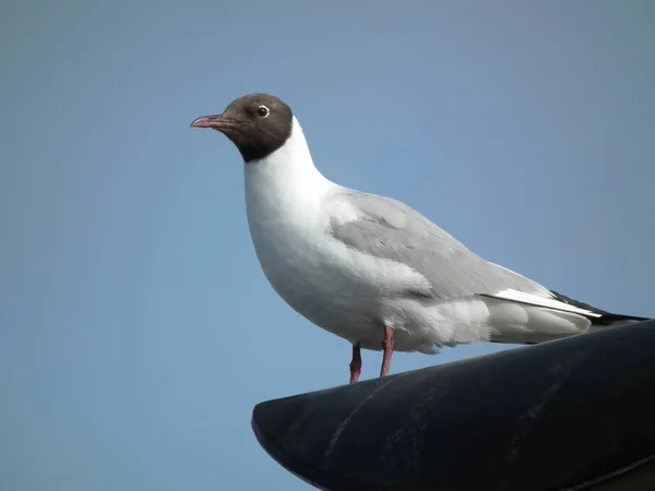 La gaviota de cabeza negra — Foto de Stock