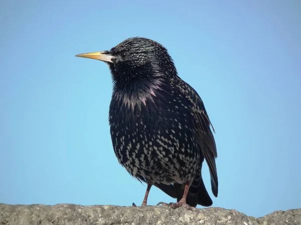 Den färgglada starling — Stockfoto