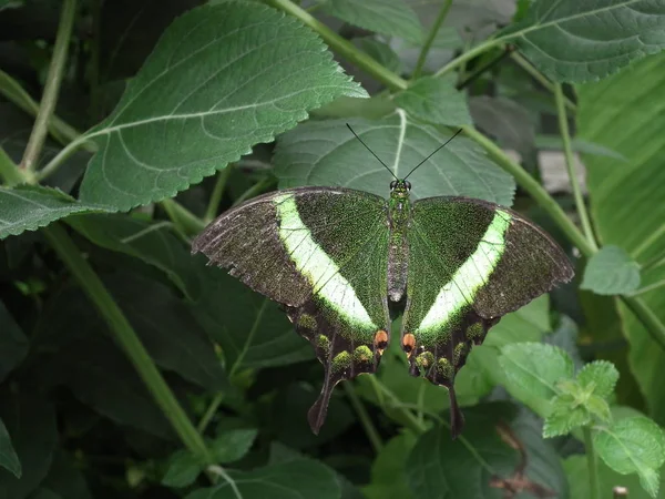 The colourful butterfly — Stock Photo, Image