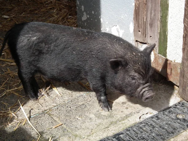 Желтобрюхая свинья — стоковое фото