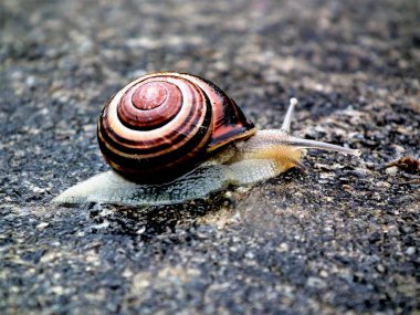 İrlandalı salyangoz