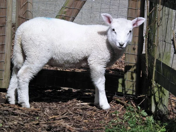 Malou ovečku — Stock fotografie