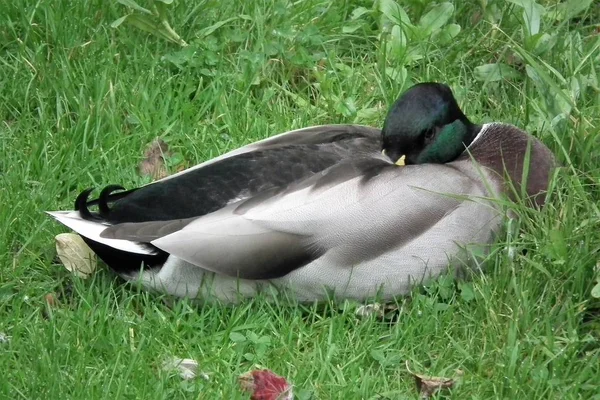 The shy mallard — Stock Photo, Image