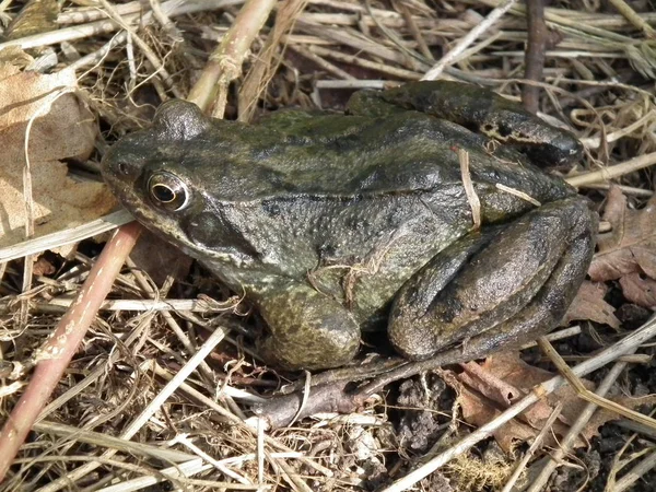 De Bruine kikker — Stockfoto