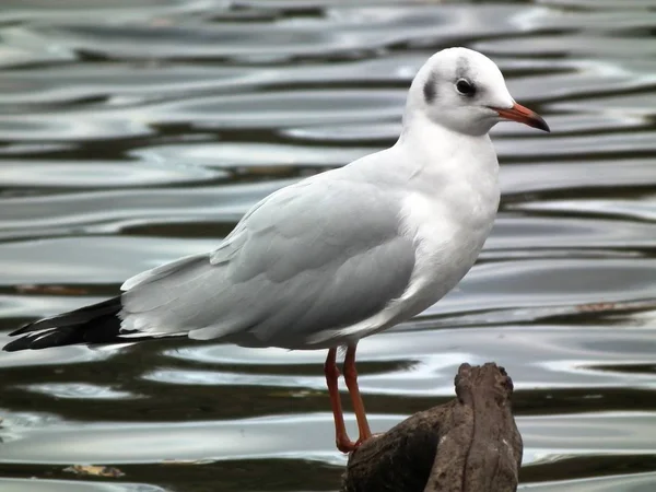 Seagull by the water — Stock Photo, Image