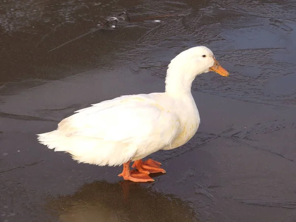 Ente auf Eis — Stockfoto