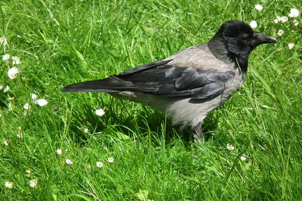 O corvo encapuzado — Fotografia de Stock