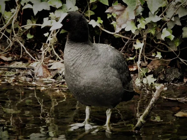 Der Blässhühner — Stockfoto