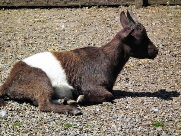 La cabra que descansa — Foto de Stock
