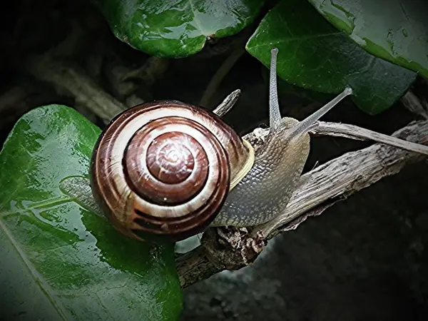 A csúszós csiga — Stock Fotó