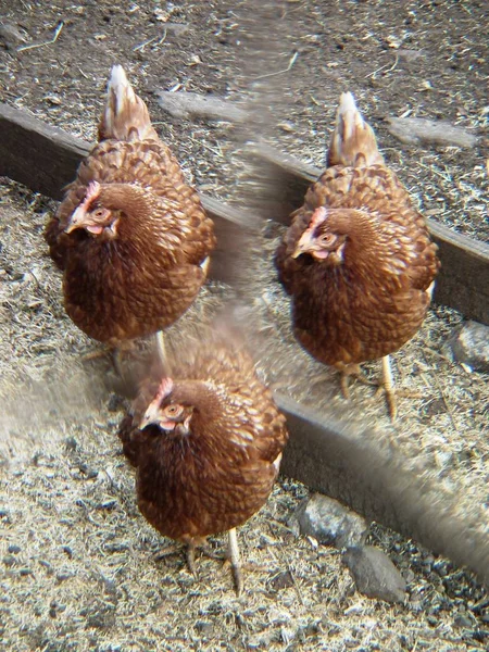 Les poulets trois — Photo