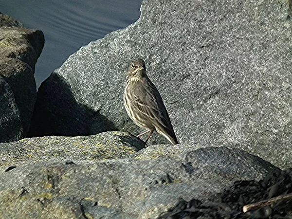 鳥が来てください。 — ストック写真