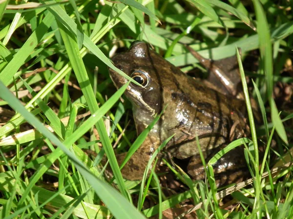 La grenouille commune — Photo