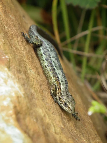 El lagarto común descansa — Foto de Stock