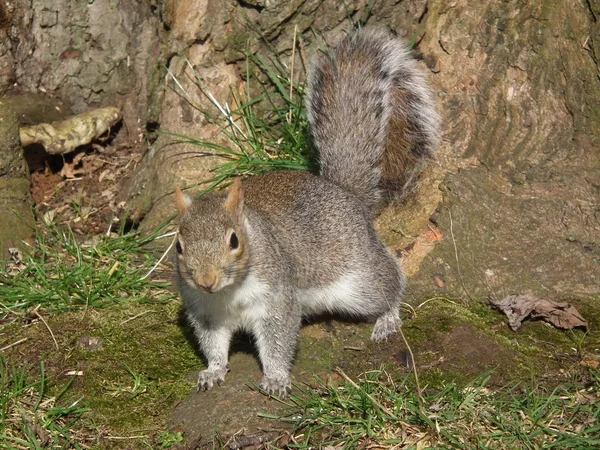 Das Lästige Kleine Eichhörnchen — Stockfoto