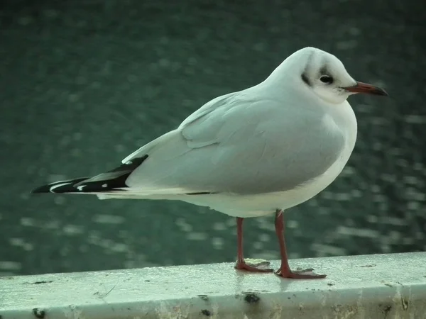 Gaviotas Valla — Foto de Stock