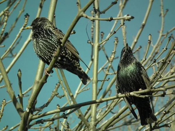 시끄러운 Starling — 스톡 사진