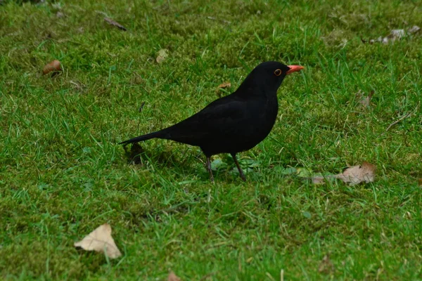 Burung Hitam Yang Sangat Pemalu — Stok Foto