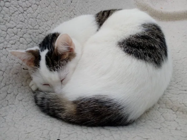 Μία Μικρή Γάτα Υπνηλία — Φωτογραφία Αρχείου