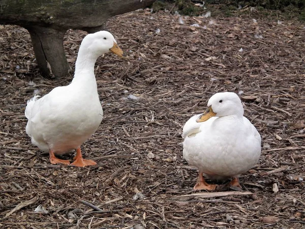 Sie Sind Nur Eine Ente — Stockfoto
