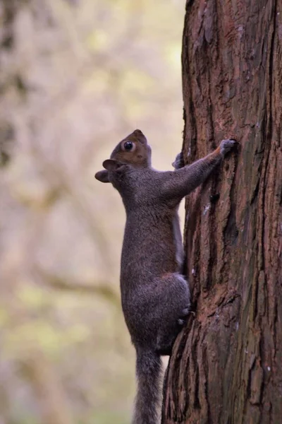 uzun ağaca tırmanmak
