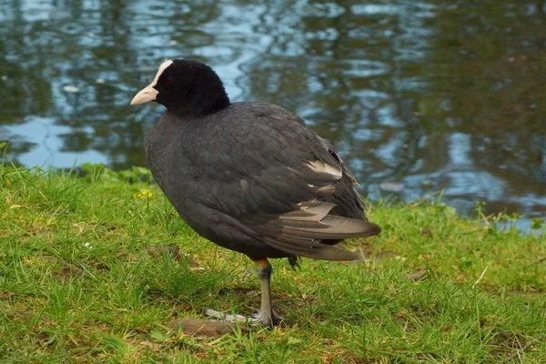 Enda Sothöna — Stockfoto