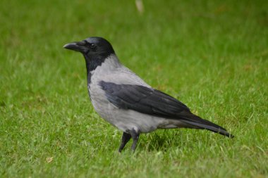 İşte kargalar geliyor.,