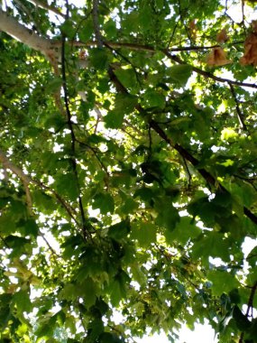 Farklı şekillerde yapraklar