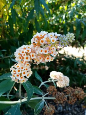 farklı renklerde çiçekler,