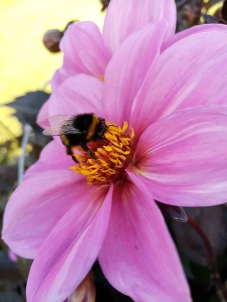 Życia Pszczół — Zdjęcie stockowe
