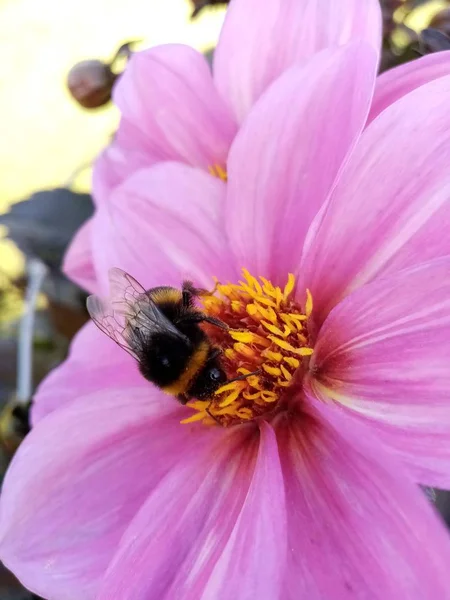 ミツバチの生活 — ストック写真