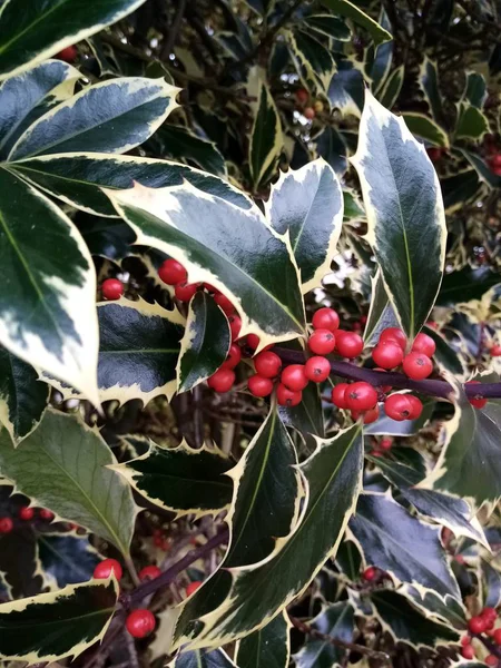 Beeren Aller Größen — Stockfoto