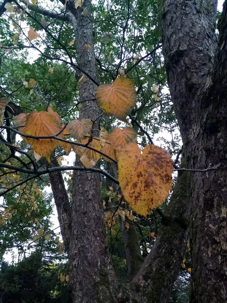 Les Feuilles Couleurs — Photo